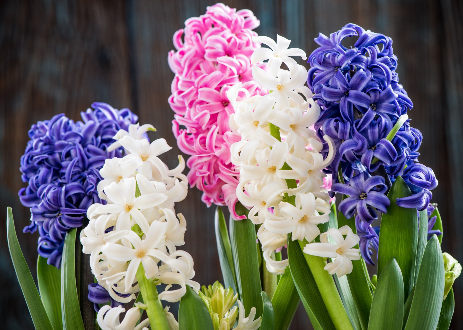 hyacinths